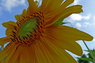 e Sunflower   LX3  ps cs4 P1050990.jpg