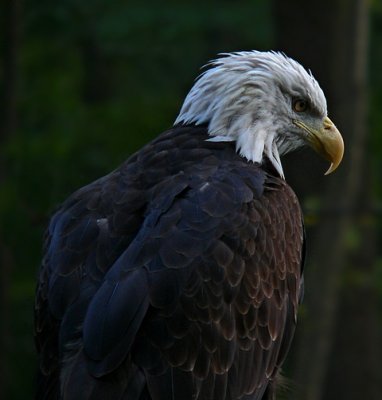 e Eagle  FZ20  ps cs4 P1160678.jpg