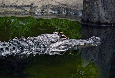 e Alligator FZ20  ps cs4  TBZoo P1160289.jpg