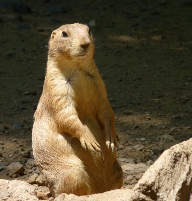 e Prairie dog 2 VS Zoo FZ35 FS only P1000847.jpg