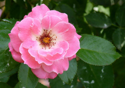 e Pink rose  NYBG  FZ35  FS only P1010050.jpg