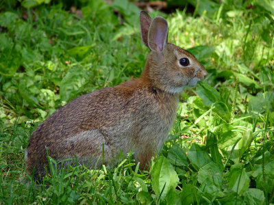 e Rabbit   NYBG  FZ35 FS only  P1010045.jpg