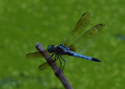 e Dragonfly  NYBG  FZ35  FS only P1010030.jpg