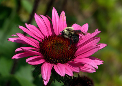 e Bee flower  NYBG  FZ35  FS only P1000982.jpg