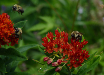 e bees flying  FZ35  FS only P1010022.jpg