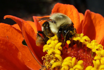 e Bees  ZS3 FS only  P1060475.jpg