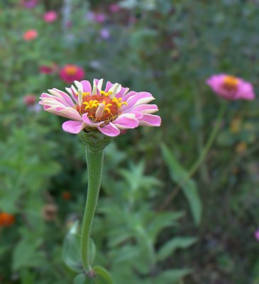 e  Flowers  XSi  FS only  IMG_1323.jpg