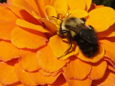 e  bee  cropped SAM_0184.jpg
