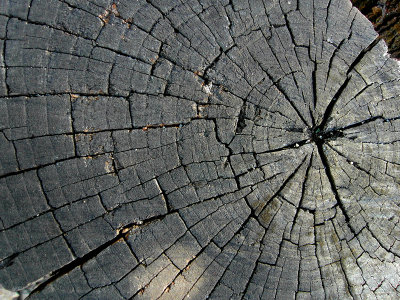 e  Tree stump  TL350  FS only SAM_0590.jpg