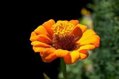 e  2Flower  XSi ps cs5  IMG_1484.jpg