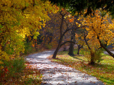 e FZ35  nov  fall 2010 P1030005.jpg
