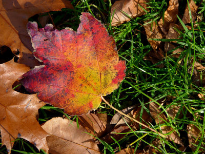 e FZ35  nov  fall 2010 P1030083.jpg