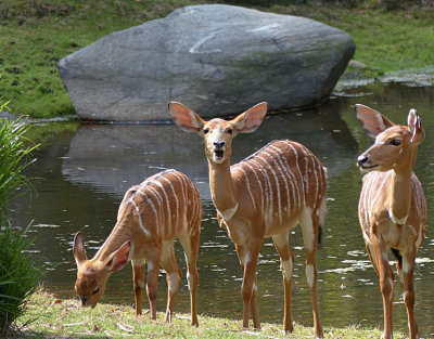 e FZ200 BRX Zoo  FS only P1000534.jpg