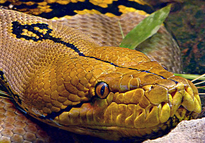 145921114.DHq62wpk.eTBZZS20SnakeP1150012.jpg