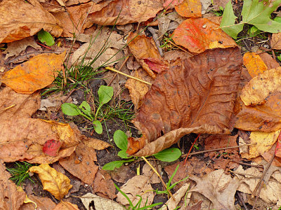 e  FZ200 Wood Duck Trail  FS   P1020593.jpg