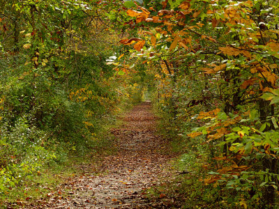 e  FZ200 Wood Duck Trail  FS   P1020500.jpg