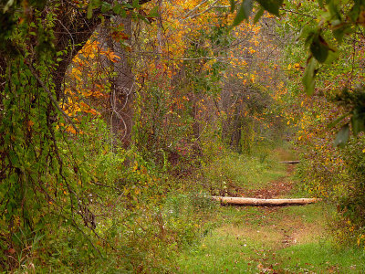 e  FZ200 Wood Duck Trail  FS   P1020690.jpg