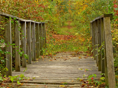 e  FZ200 Wood Duck Trail  FS   P1020700.jpg