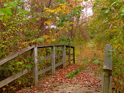 e  FZ200 Wood Duck Trail  FS   P1020777.jpg