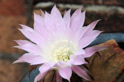 A deeper look at the cactus flower