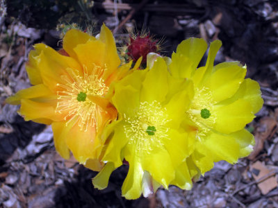 Prickly Pear Cactus - wild