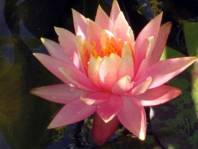 Water Lily - 2010