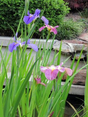 Multi -coloured Water Iris