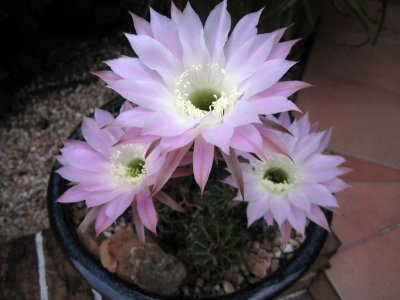 2010 - Blooming cactus