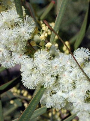 Wattle Flowers - Australia