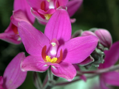 Orchid