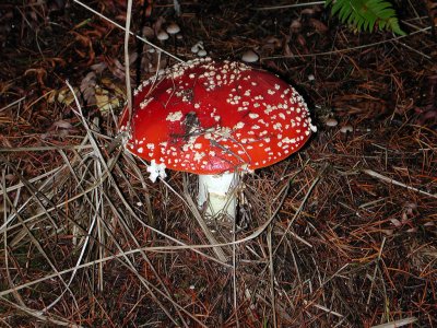 Red Mushroom - Oregon