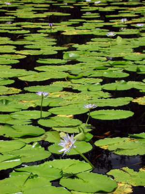 Port Macquarie - water lilies