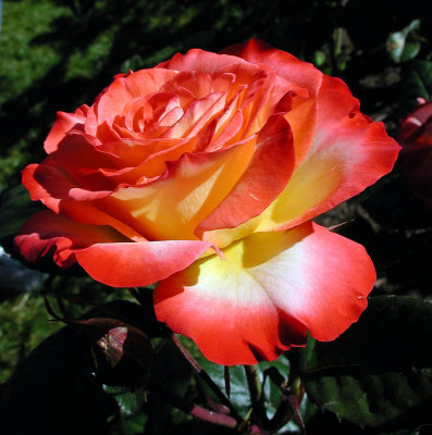Red / Yellow Rose - Oregon