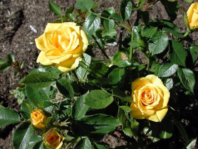 Yellow Roses Oregon