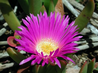 Pretty Flower - Port Macquarie