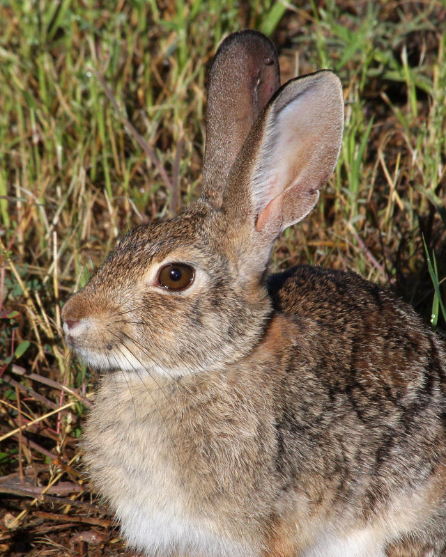 Eastern Cottontail, Portal, Arizona