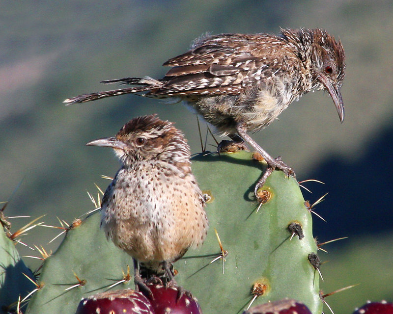 Cactus Wrens, Portal, Arizona