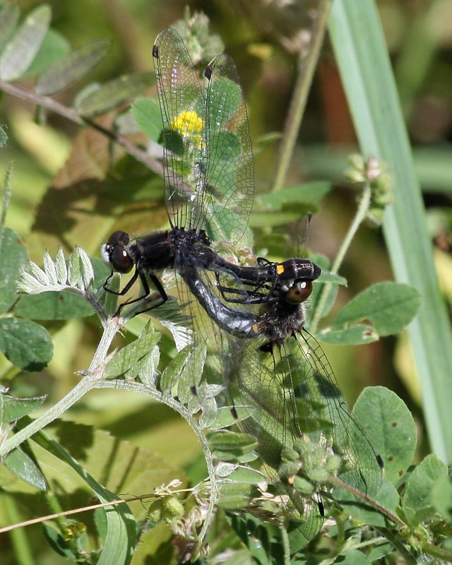 Dot-tailed Whiteface (male and female)