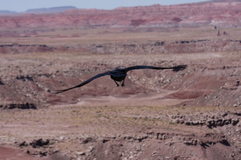 Raven soaring over the Painted Desert