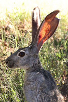 Antelope Jackrabbit, Mexico