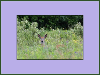 Deer in grasses
