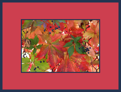 Autumn's palette