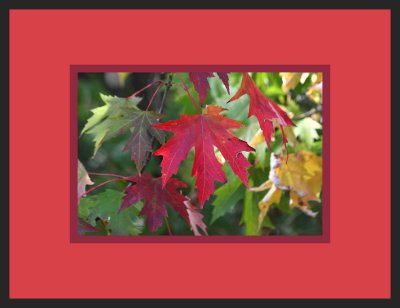 Autumn leaves