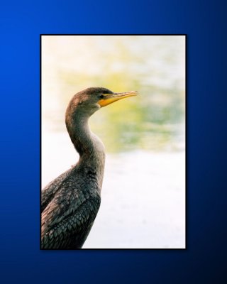 Double-crested Cormorant