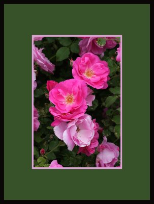 Wild roses