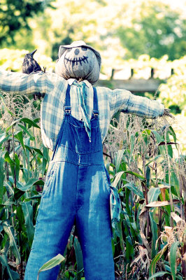 Scarecrow with crow