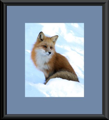 Red fox