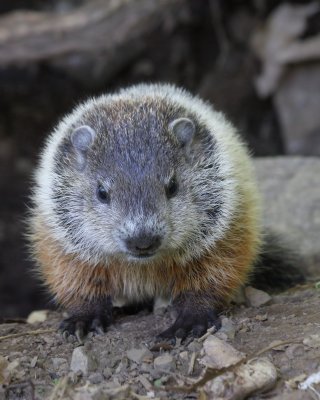 Baby Woodchuck