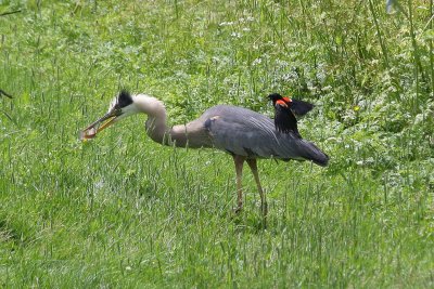 Red-winged Blackbird trying to drive off Great Blue Heron