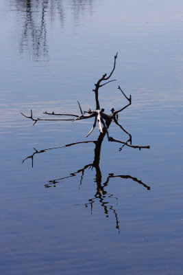 Reflected branches